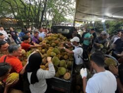 Hanya Sekejap 1000 Durian Jemongko Ludes Diserbu Pembeli