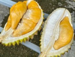 Durian Mouse King Terenak di Sanggau