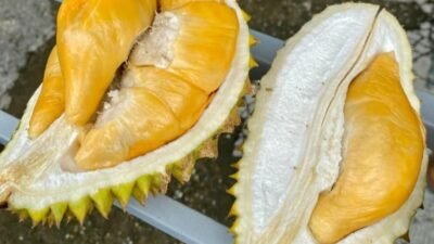 Durian Mouse King Terenak di Sanggau