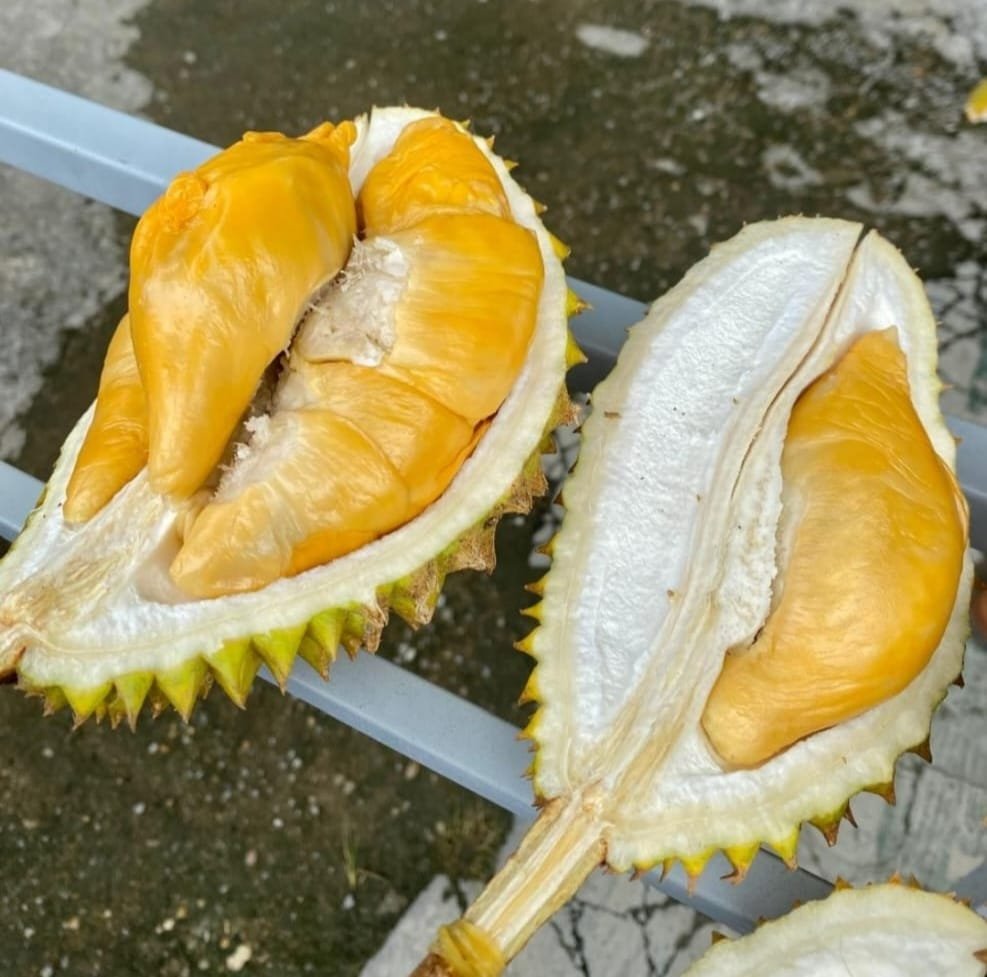 Durian Mouse King Terenak di Sanggau
