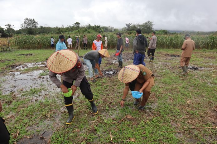 30 Hektare Disiapkan Untuk Pengembangan Jagung
