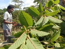 Tiga Syarat Ini Wajib Dipenuhi Eksportir Kratom