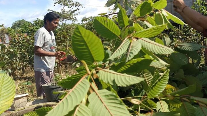 Tiga Syarat Ini Wajib Dipenuhi Eksportir Kratom
