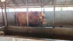 Presiden Prabowo Beli Sapi Kurban dari Peternak Kubu Raya