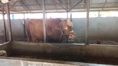 Presiden Prabowo Beli Sapi Kurban dari Peternak Kubu Raya