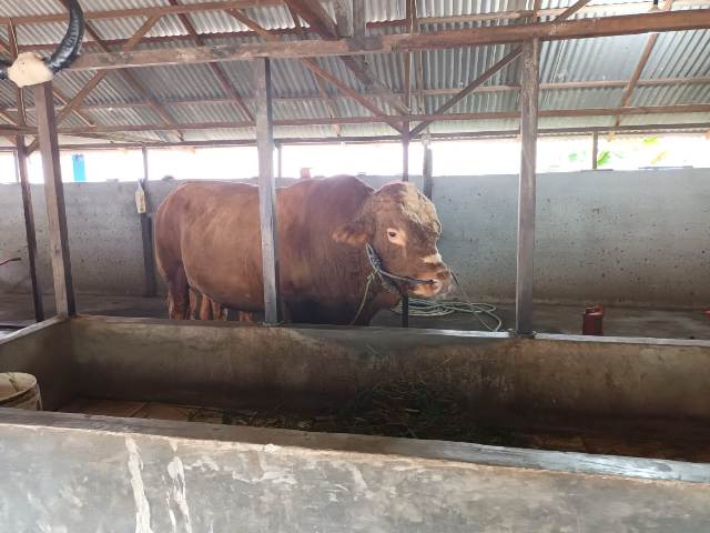 Presiden Prabowo Beli Sapi Kurban dari Peternak Kubu Raya