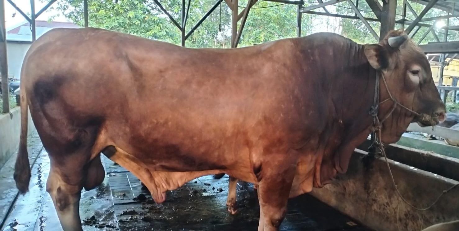 Presiden Prabowo Berikan Bantuan Sapi Kurban di Dusun Sami Kabupaten Sanggau