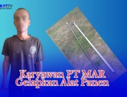 Karyawan PT MAR Enam Kali Mencuri Alat Panen Sawit