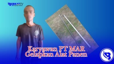 Karyawan PT MAR Enam Kali Mencuri Alat Panen Sawit