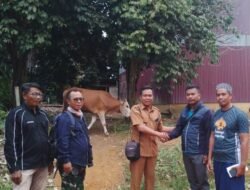 PT SMS Berikan Tiga Ekor Sapi Kurban