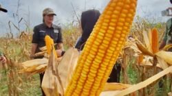 Tagetkan Luas Tanaman Jagung 1.631 Hektare