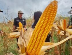 Tagetkan Luas Tanaman Jagung 1.631 Hektare