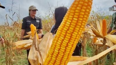 Tagetkan Luas Tanaman Jagung 1.631 Hektare