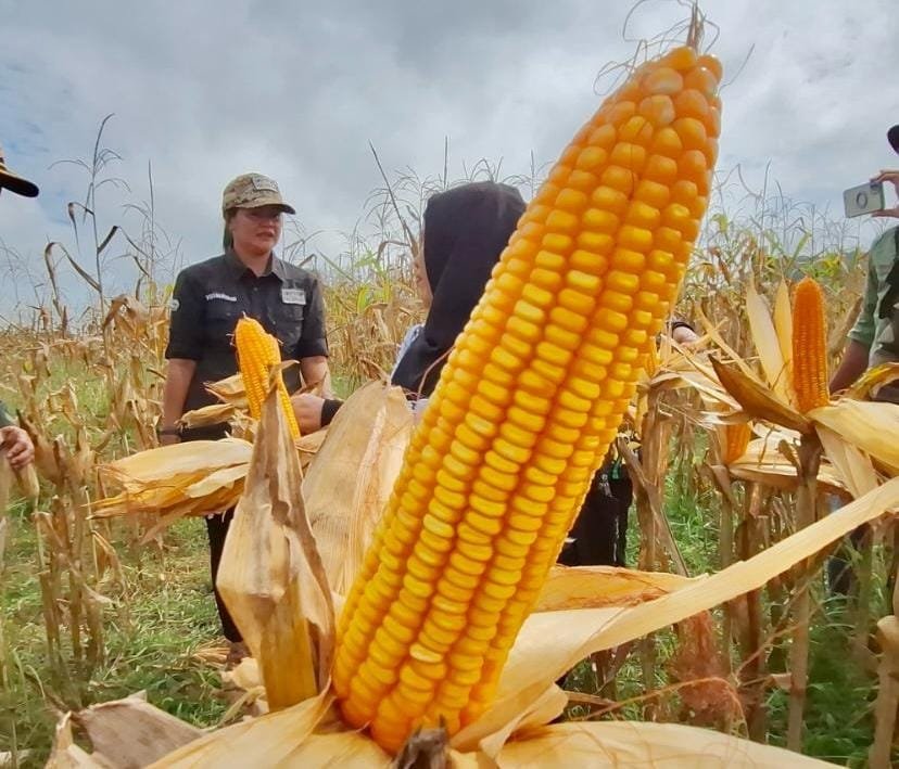 Tagetkan Luas Tanaman Jagung 1.631 Hektare