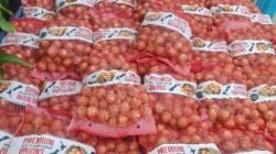 21 Ton Bawang Bombai Selandia Baru Gagal Diselundupkan Lewat Kalbar