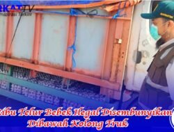 12 Ribu Telur Bebek Ilegal Disembunyikan Dibawah Kolong Truk
