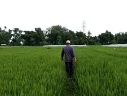 Lahan Pertanian Masih Aman dari Ancaman Karhutla