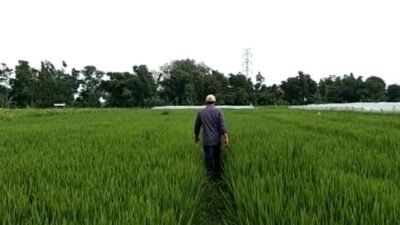 Lahan Pertanian Masih Aman dari Ancaman Karhutla