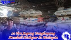 12 Ton Jagung Bengkayang Kembali Diekspor ke Malaysia