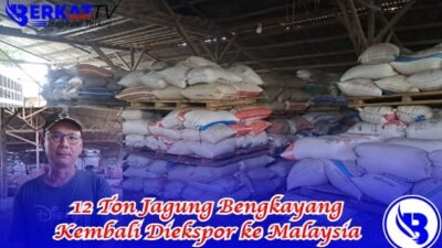 12 Ton Jagung Bengkayang Kembali Diekspor ke Malaysia