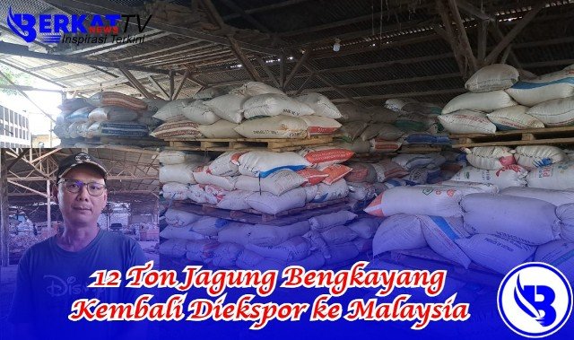 12 Ton Jagung Bengkayang Kembali Diekspor ke Malaysia
