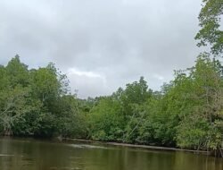 17 Ribu Hektare Mangrove Kalbar Terjadi Degradasi