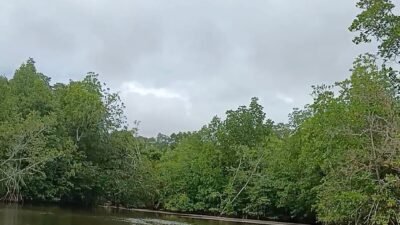17 Ribu Hektare Mangrove Kalbar Terjadi Degradasi