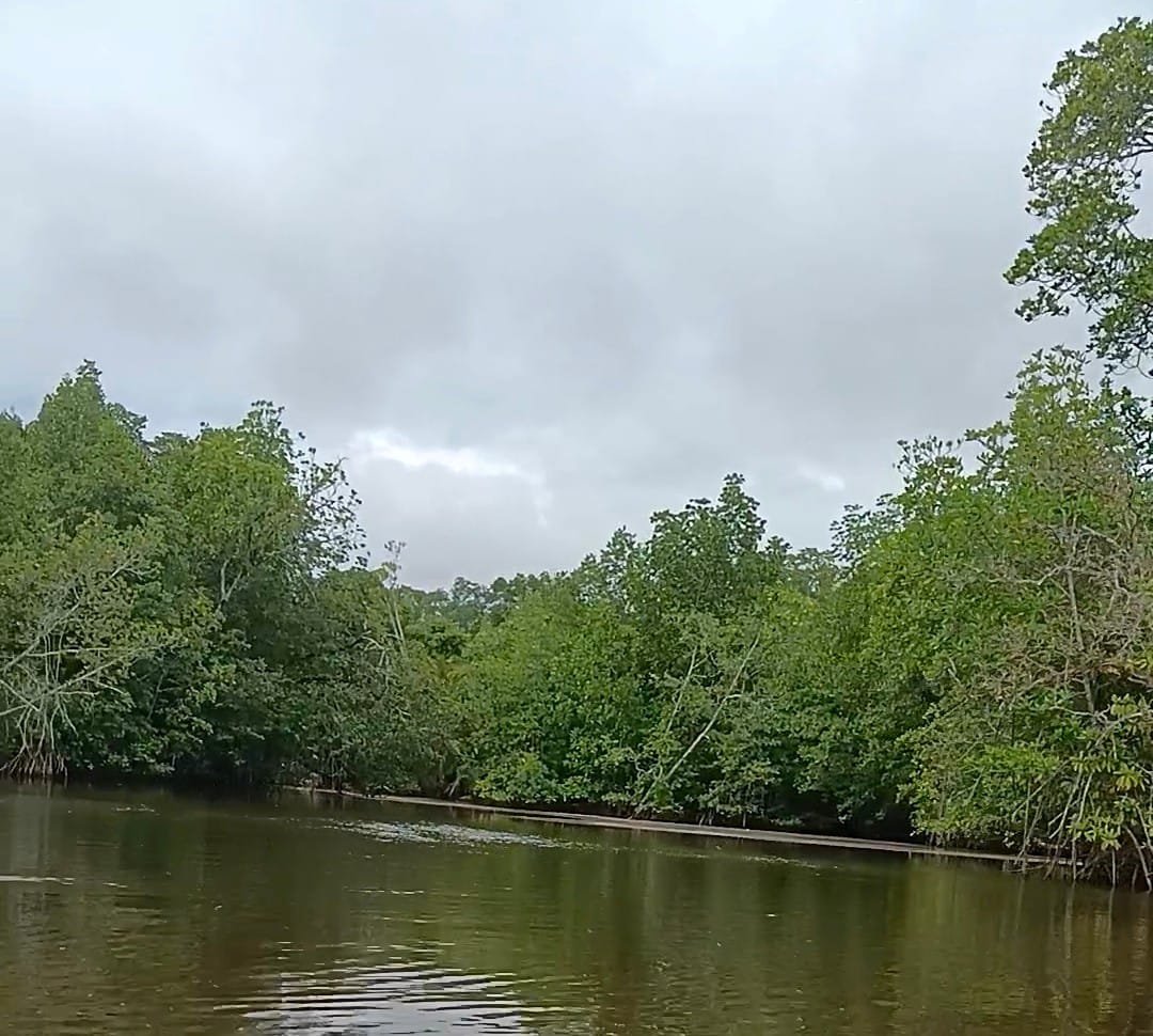 17 Ribu Hektare Mangrove Kalbar Terjadi Degradasi