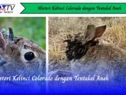 Misteri Kelinci Colorado dengan Tentakel Aneh