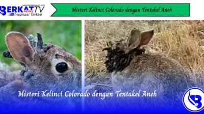 Misteri Kelinci Colorado dengan Tentakel Aneh