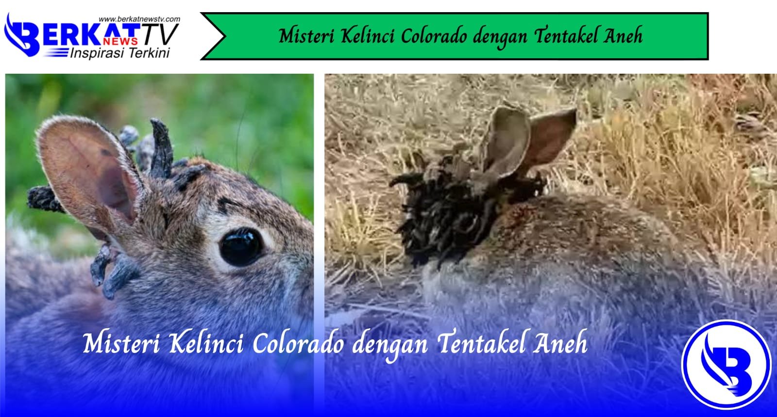 Misteri Kelinci Colorado dengan Tentakel Aneh