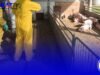 Perketat Biosecurity Hadapi Serangan Virus Babi