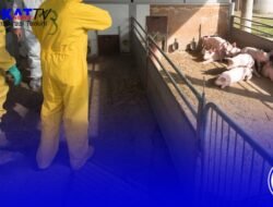 Perketat Biosecurity Hadapi Serangan Virus Babi