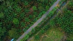 GAPKI Bahas Tata Kelola Sawit di Borneo Forum ke-8