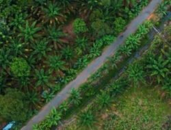 GAPKI Bahas Tata Kelola Sawit di Borneo Forum ke-8