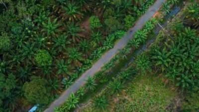 Gapki akan gelar Borneo Forum ke-8 di Pontianak Kalimantan Barat yang akan membahas perkembangan tata kelola kelapa sawit berkelanjutan, ketahanan pangan, hingga kolaborasi rakyat dan korporasi selama dua hari pada 21-22 Agustus 2025. Foto: tmB