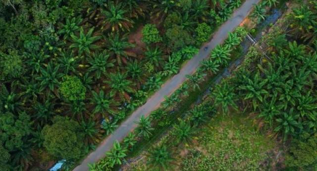 Gapki akan gelar Borneo Forum ke-8 di Pontianak Kalimantan Barat yang akan membahas perkembangan tata kelola kelapa sawit berkelanjutan, ketahanan pangan, hingga kolaborasi rakyat dan korporasi selama dua hari pada 21-22 Agustus 2025. Foto: tmB