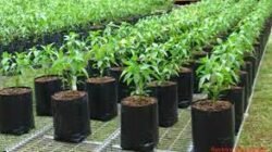 Dinas Pertanian, Tanaman Pangan, Hortikultura dan Perikanan (DKPTPHP) Kabupaten Sanggau akan membagikan sebanyak 1000 bibit cabai kepada masyarakat untuk menggalakkan gerakan menanam cabai