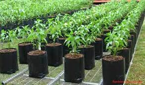 Dinas Pertanian, Tanaman Pangan, Hortikultura dan Perikanan (DKPTPHP) Kabupaten Sanggau akan membagikan sebanyak 1000 bibit cabai kepada masyarakat untuk menggalakkan gerakan menanam cabai