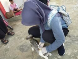 Hampir 18 Ribu Ekor Hewan Rabies Divaksin dari Total 53 Ribu Ekor