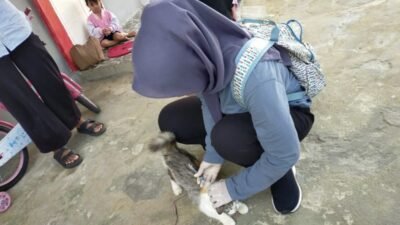 Hampir 18 Ribu Ekor Hewan Rabies Divaksin dari Total 53 Ribu Ekor