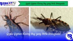 Gejala Gigitan Kissing Bug yang Perlu Diwaspadai
