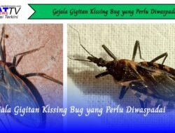 Gejala Gigitan Kissing Bug yang Perlu Diwaspadai