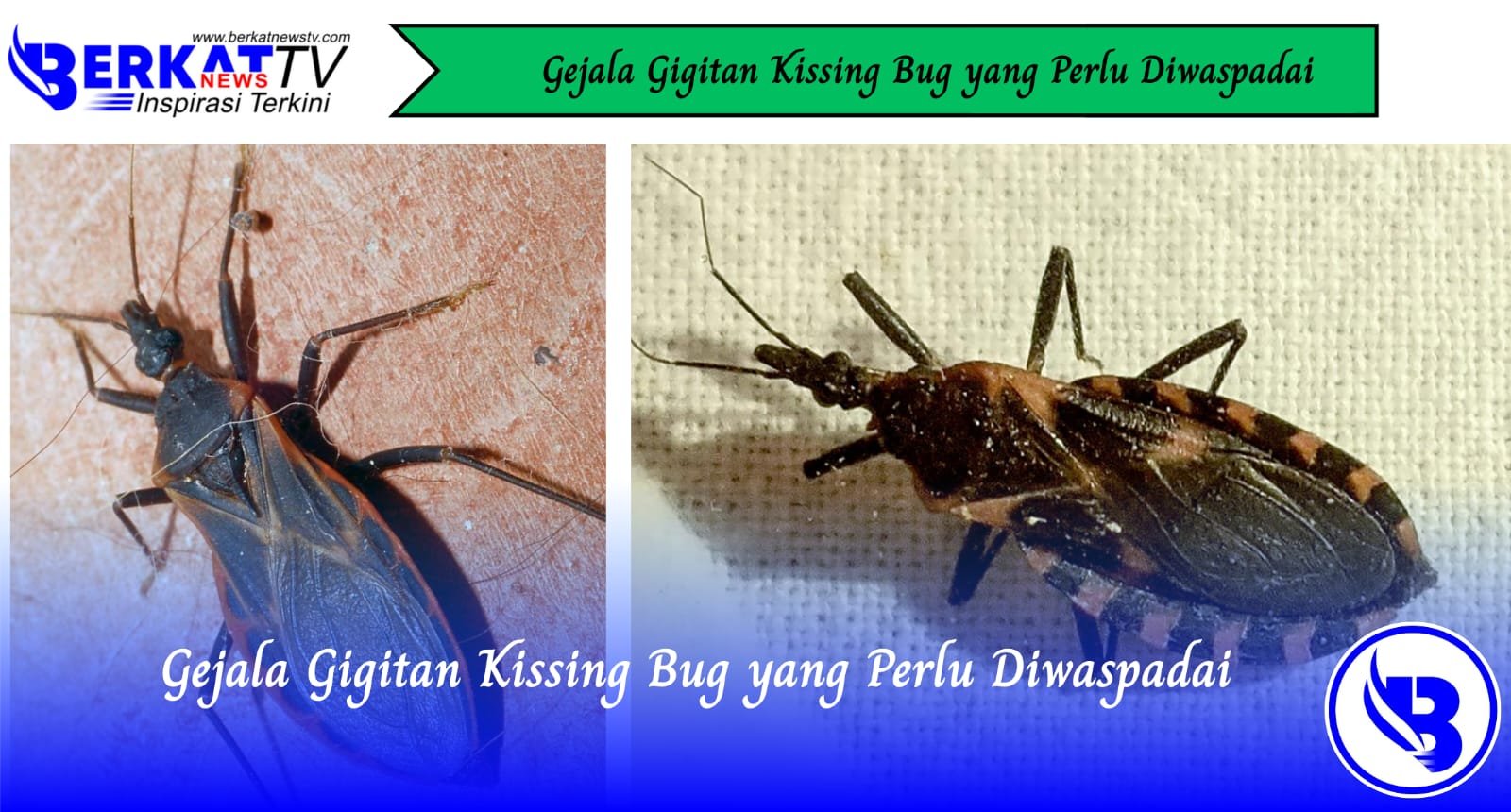 Gejala Gigitan Kissing Bug yang Perlu Diwaspadai