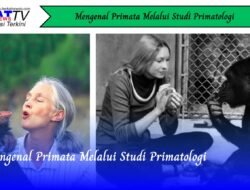 Mengenal Primata Melalui Studi Primatologi