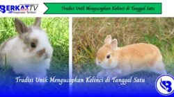 Tradisi Unik Mengucapkan Kelinci di Tanggal Satu