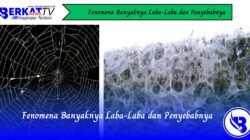 Fenomena Banyaknya Laba-Laba dan Penyebabnya