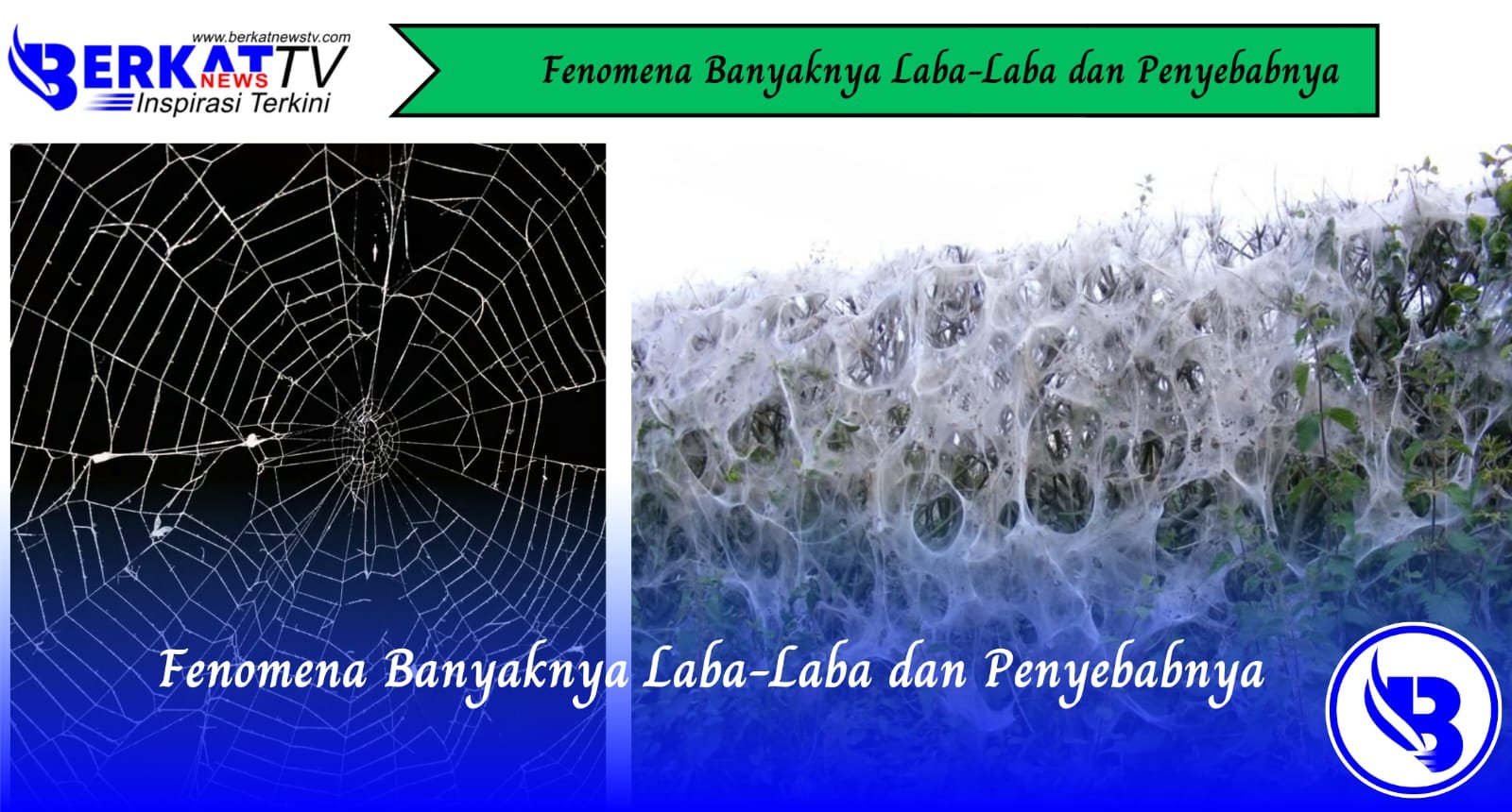 Fenomena Banyaknya Laba-Laba dan Penyebabnya