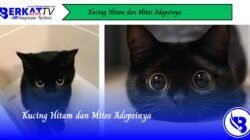 Kucing Hitam dan Mitos Adopsinya