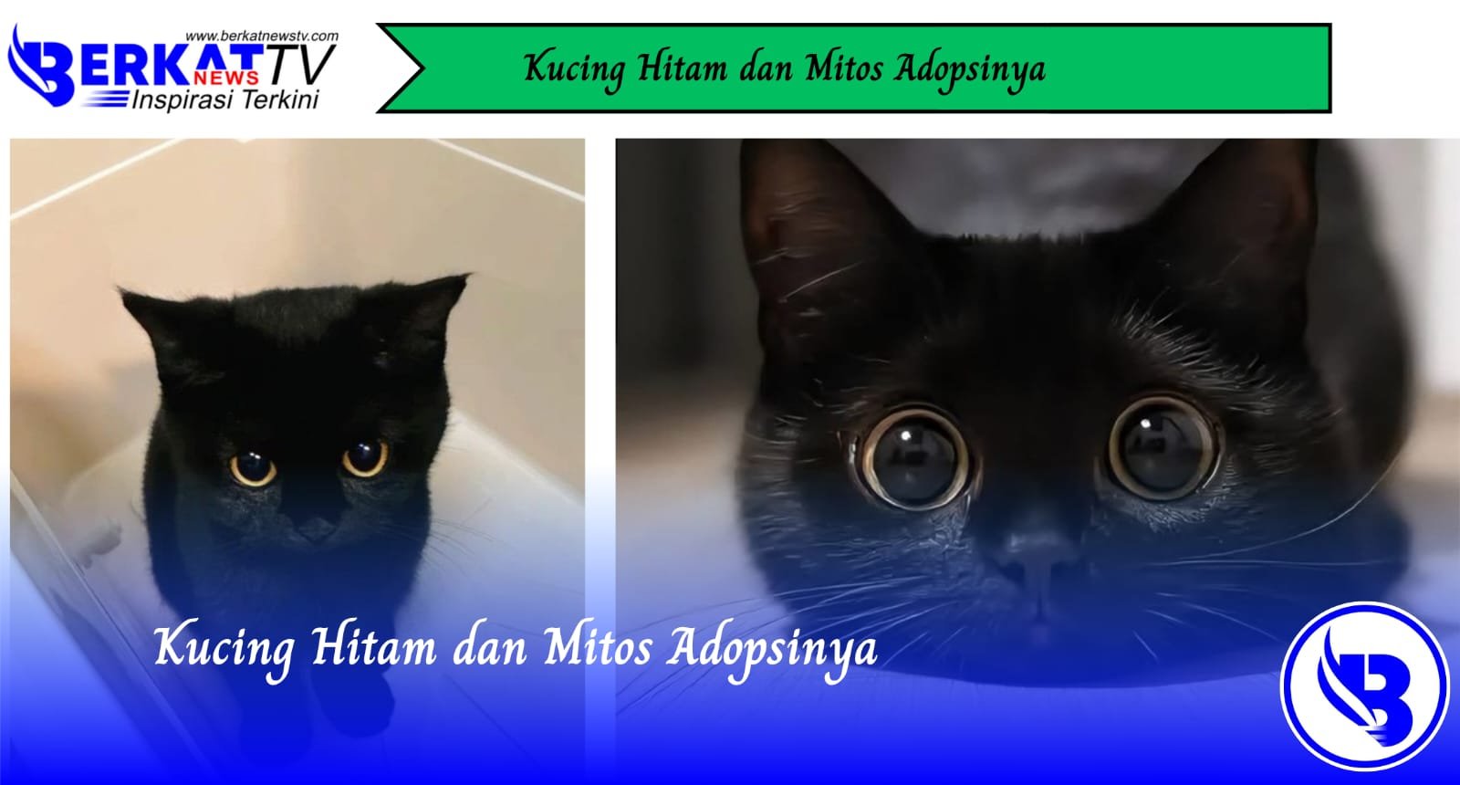Kucing Hitam dan Mitos Adopsinya